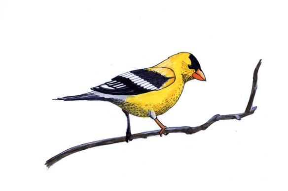 Goldfinch
